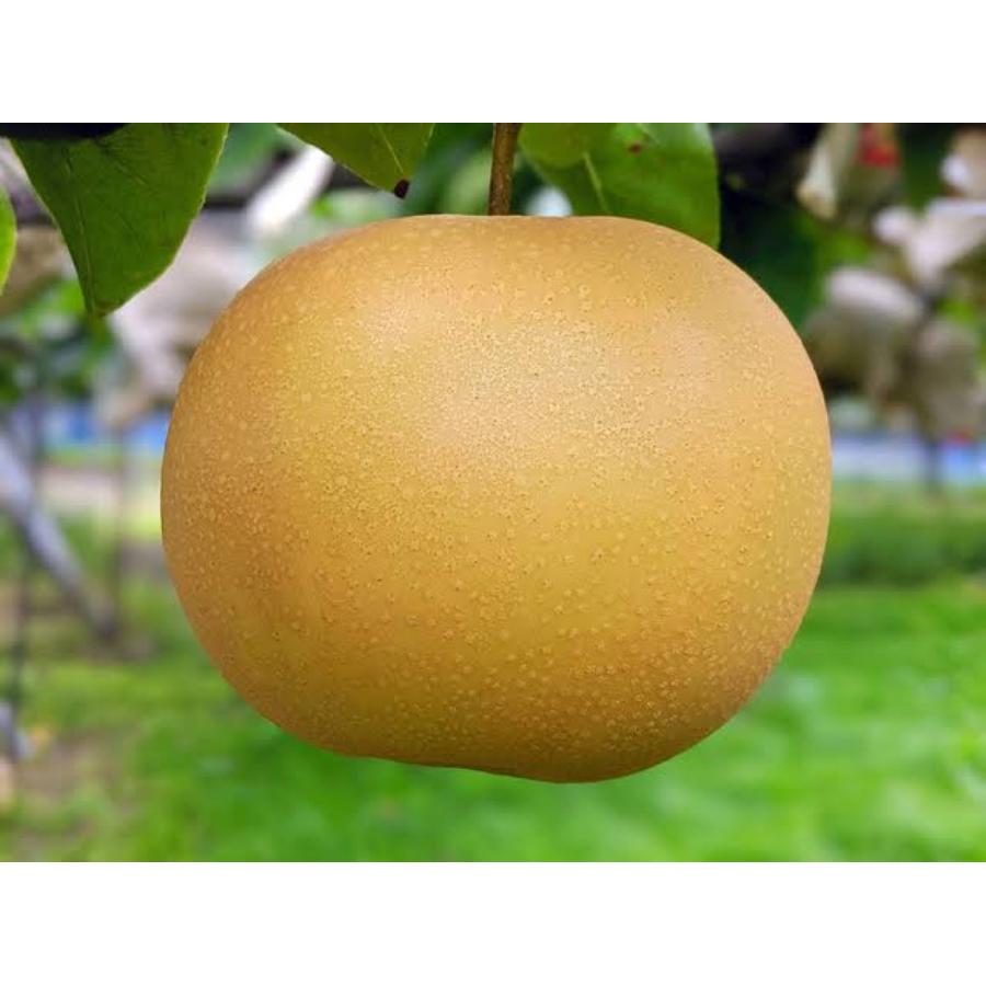 ＜旭ファーム＞秋月梨 2.5kg 贈答用