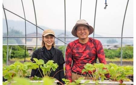 熊本県産 いちご （ゆうべに）2パック 約500g 苺 ゆうべに 【2026年1月上旬発送開始】