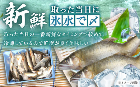 天然あゆ の一夜干し 大 3匹【スピード配送】/ 恵那市 / 恵那物産館 [AUFS002]