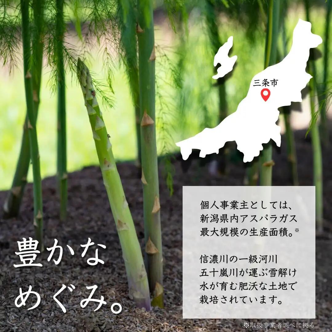 アスパラガス レギュラー 約1kg 令和8年産 アスパラガス 飯塚農園 