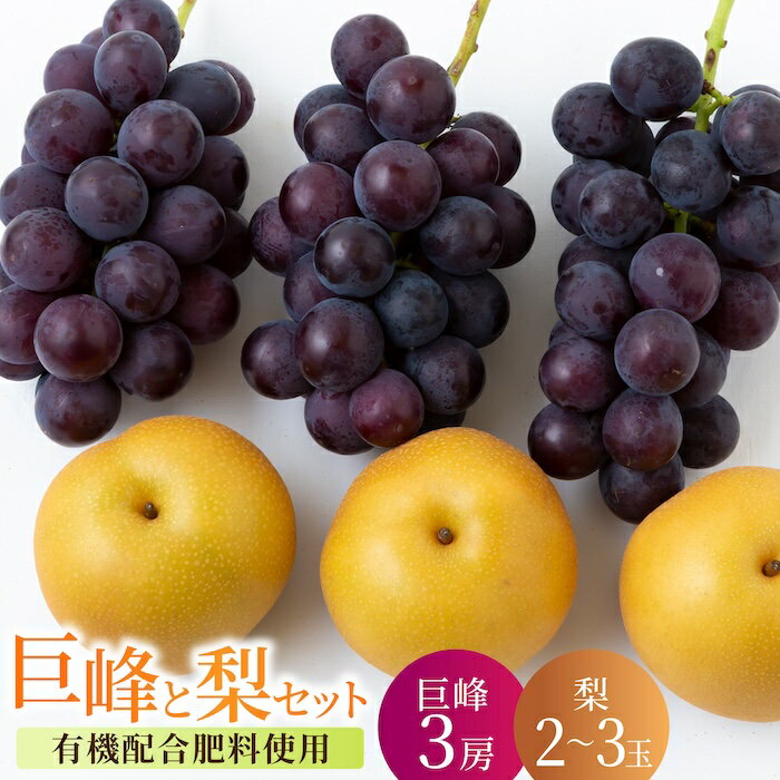 【ふるさと納税】【先行予約】種あり 巨峰 3房 梨 2玉から3玉 セット 2025年8月下旬から9月上旬 出荷予定【春光園】 有機配合肥料使用 ぶどう ブドウ 葡萄 巨峰 梨 なし 果物 フルーツ 詰め合わせ 冷蔵 送料無料 福岡県 うきは市