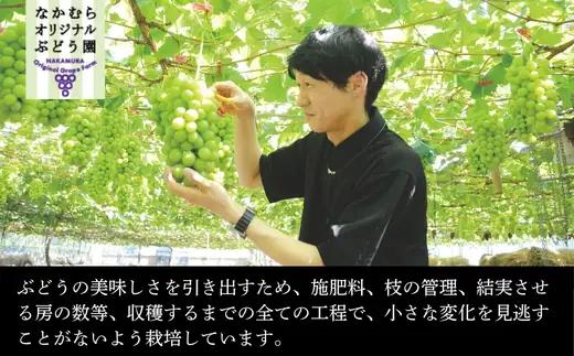 【2026年6月下旬～順次発送 おまかせ3種 ぶどう詰め合わせ 約1.4kg