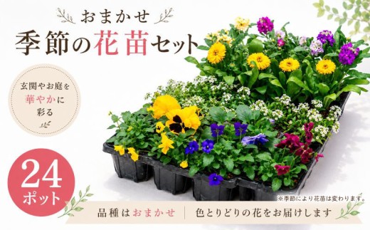 品種おまかせ 季節のお花 24ポット 花苗 寄せ植え 花 苗 ガーデニング 園芸 お花 寄植え 鉢花 鉢植え 玄関 ミックス 母の日 敬老の日 プレゼント ギフト 庭 植物 ハイフラワー 埼玉県 羽生市