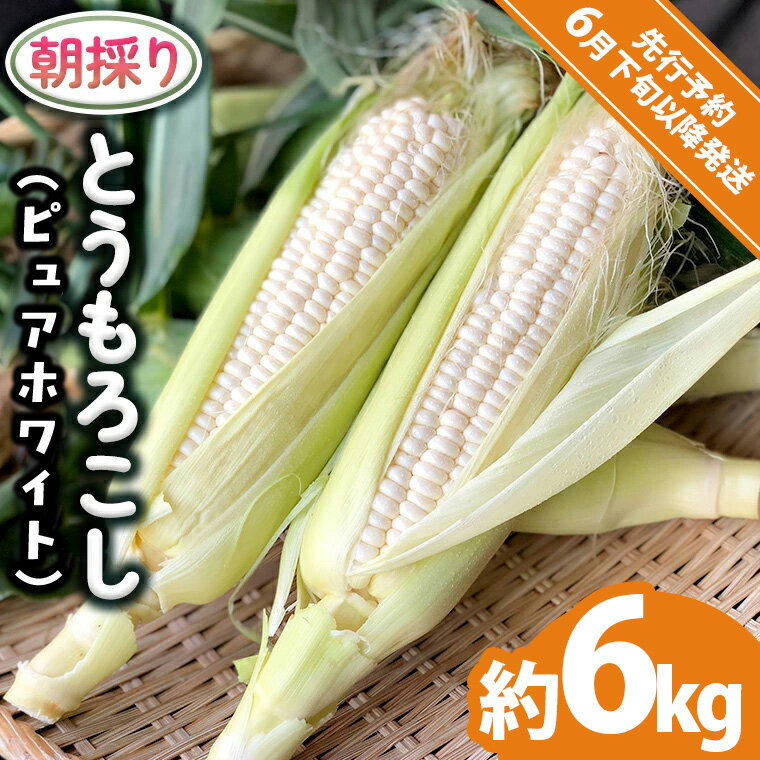 【ふるさと納税】【 先行予約 2026年6月下旬以降発送】【 令和8年産 】 朝採り とうもろこし （ ピュアホワイト ） 約 6kg トウモロコシ スイートコーン 野菜 産地直送 期間限定 2026 2026年発送 2026年先行受付 2026年