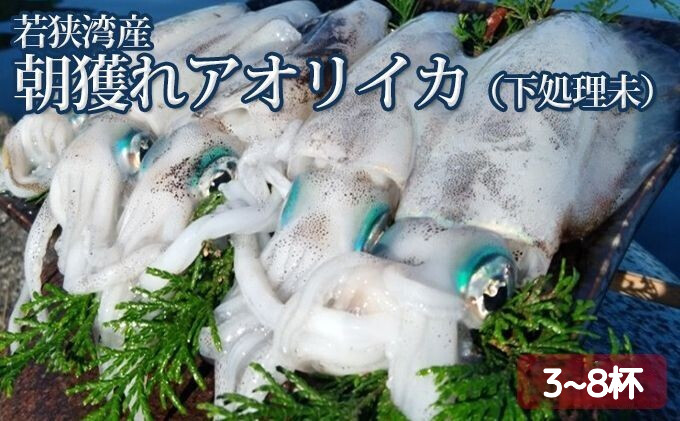 朝どれ アオリイカ 3～8杯 下処理なし 若狭湾産 朝どれ魚 イカ 烏賊 いか 海鮮 福井 福井県 若狭町