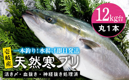 壱岐島産天然寒ブリ（12ｷﾛ台・丸もの）[JBS108]