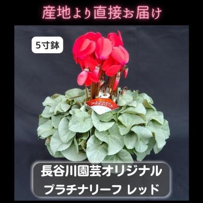ふるさと納税 北茨城市 【長谷川園芸オリジナル品種】北茨城産 シクラメン プラチナリーフ 5寸 レッド ※11〜12月出荷