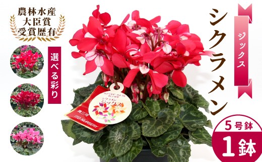 
                  農林水産大臣賞受賞 ＼選べるカラー／ 愛知県産 シクラメン ５号鉢 【ジックス 】 花 ピンク レッド ワインレッド 白 赤 プレゼント 贈り物 鉢花 鉢 ガーデン ガーデニング 高品質 クリスマス -279
                