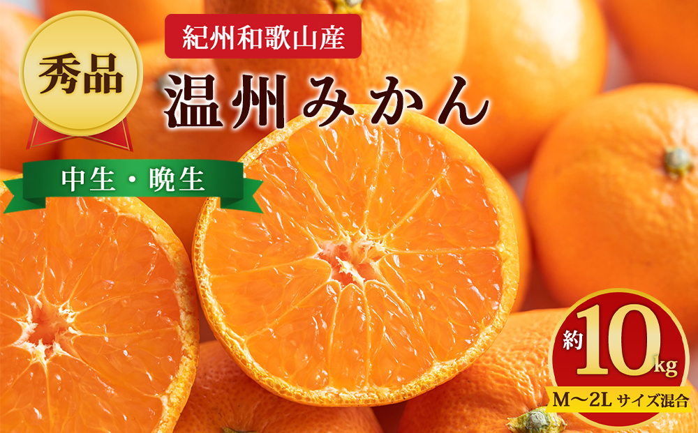 【先行予約】【秀品】紀州和歌山産 温州みかん 約10kg（箱込み） M～2L サイズ混合（中生・晩生）