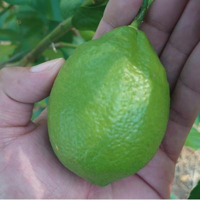 ふるさと納税 宇城市 《2026年10月より順次発送》宇城市産　ユーレカレモン　約2キロ |  | 02