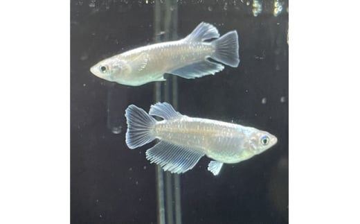 プレミアム メダカ マリアージュ キッシング ワイドフィン 無選別5匹+α 生体【1562192】