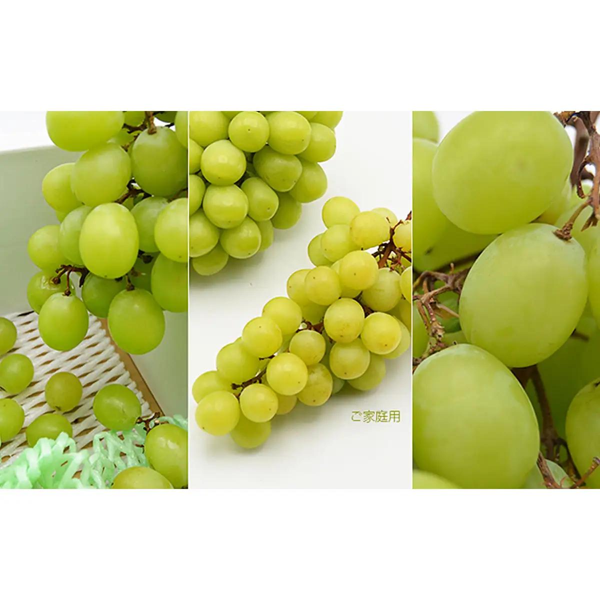 【ご家庭用】山形のシャインマスカット 優品 約2kg(2～6房)[10月中旬～11月中旬発送]【令和8年産先行予約】FS24-577 くだもの 果物 フルーツ 山形 山形県 山形市 2026年産