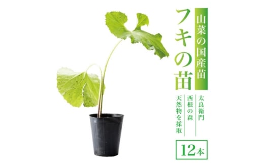 天然採取＜西根の森＞フキの苗 12本セット(ポット苗)国産山菜苗【1697543】