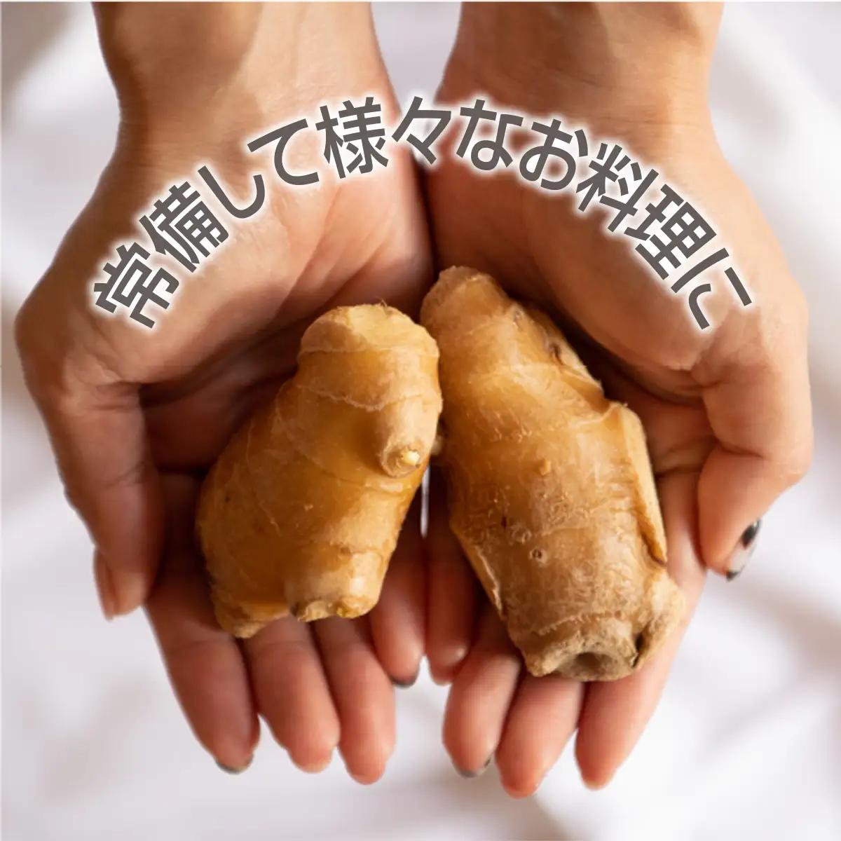 生姜 小分け 100g×5袋　高知県産 しょうが 国産 囲い生姜 使い切りサイズ 低農薬 お試し