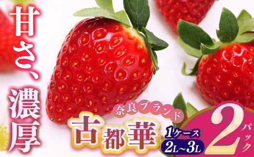 平群 の 古都華 2L ～ 3L サイズ （2パック 2ケース） 計4パック  |  先行予約 フルーツ 果物 くだもの ブランド いちご 苺 古都華 ことか 甘い 大人気 満足 希少 希少品種 ストロベリー 美味しい 品種 特徴 糖度 ルビー色 1月 2月 3月 発送 旬 送料無料 濃厚 香り 果汁 味わい深い お取り寄せ 産地直送 辻本農園 名産地 奈良県 平群 町