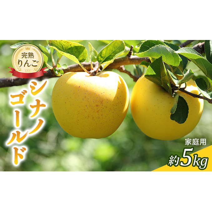 先行予約 りんご シナノゴールド 約5kg 家庭用 2025年 令和7年発送 完熟りんご・外観は不揃いだけど美味しいよ 果物 果物類 リンゴ 林檎 フルーツ 長野のりんご 信州産 長野県産 信州りんご デザート 食後