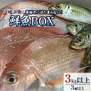 【ふるさと納税】竹中水産の八幡浜発!「魚好きにはたまらない!鮮魚BOX」【F22-135】_ 鮮魚 天然 魚介 魚介類 海鮮 冷蔵 活き 詰合せ セット 食べ比べ 愛媛 八幡浜 産直 産地直送 国産 【配送不可地域：離島・北海道・沖縄県】【1043165】