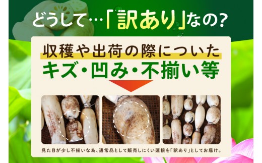 訳あり れんこん 2kg 蓮根 レンコン 野菜 エコ栽培 国産 茨城県産 茨城県 阿見町 新鮮 農家直送 産地直送 （89-03）