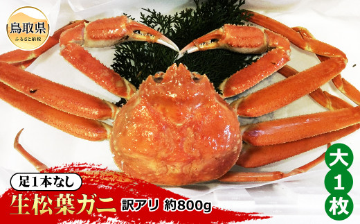 【魚倉】足1本なし生松葉ガニ訳あり　大　約800g【期間限定】_T2600166 鳥取県 おすすめ 松葉かに ズワイガニ