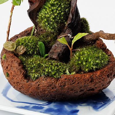 ふるさと納税 豊川市 苔盆景　苔盆栽　森の秘境 |  | 01