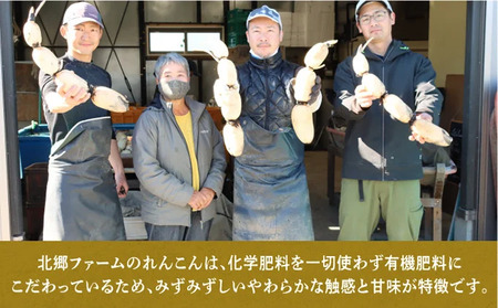 れんこん 無選別 1.5kg ｜レビュー☆4.54・テレビ紹介 千葉県神崎町の蓮根  ※4～9月上旬受付分は9月中旬以降順次発送【ふるさと納税 人気 野菜 蓮根 レンコン きんぴら 訳あり 無選別 1