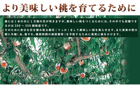 和歌山県産 白鳳 5～9玉入り 秀品 先行予約【2024年6月下旬以降発送】【桃 和歌山 フルーツ 白桃 先行予約 ご当地 名産】