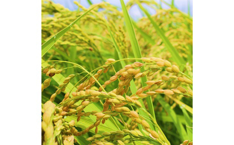 令和7年産　ひとめぼれ 精米 10kg 宮城県白石市産【0616201】 精米(10kg)