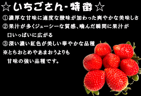 唐津産 いちごさん 250g×12パック(合計3kg) 濃厚いちご 苺 イチゴ 果物 フルーツ