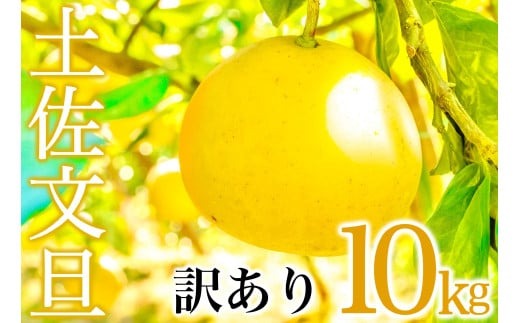 早期予約受付開始 あわ地区 文旦 訳あり 家庭用 10kg 2月中旬より順次発送