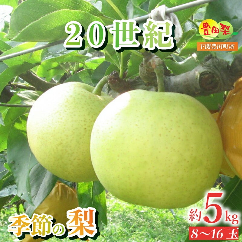 【ふるさと納税】 梨 5kg セット 8〜16玉 ご家庭用 20世紀梨 なし 詰め合わせ ご自宅用 緩衝材 キャップ 付き 20世紀 フルーツ 季節 旬 果物 期間 数量 限定 8月 9月 二十世紀梨 豊田の梨 豊田町 山口 人気 下関 夏 秋
