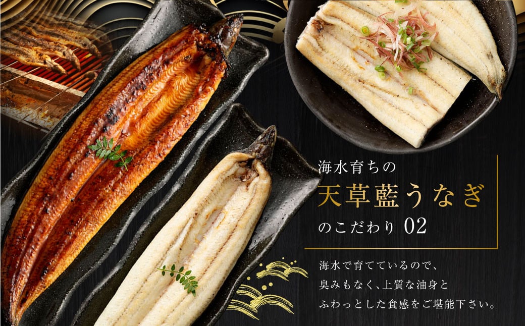 【ミシュラン星付きのプロが愛用】1日5セット限定！海水育ちの天草藍うなぎ 紅白5～7尾セット【合計約1kg】数量限定!! 鰻 ウナギ うなぎ うなぎ蒲焼 鰻の蒲焼 うなぎ 国産 白焼き