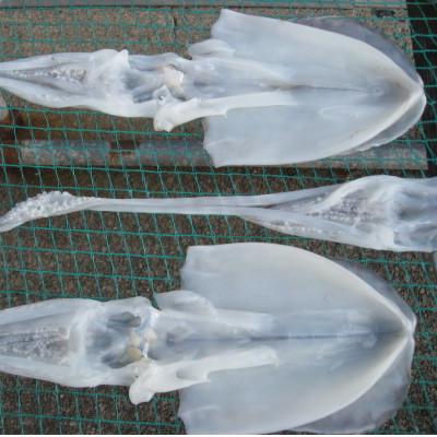 ふるさと納税 佐渡市 佐渡産 アオリイカ一夜干し&塩辛のセット |  | 02