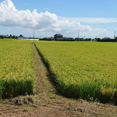 ふるさと納税 行方市 令和7年産新米【栽培期間農薬不使用】こしひかり玄米5kg |  | 02