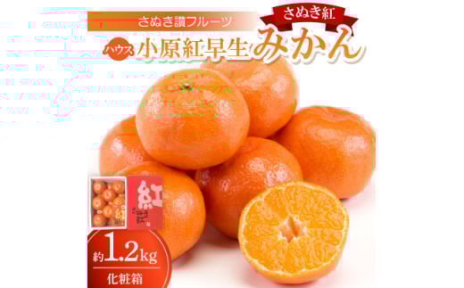 さぬき讃フルーツ「ハウス小原紅早生みかん(さぬき紅)」約1.2kg ＜令和7年7月発送＞【1609801】