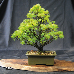 赤石の泉 赤石五葉松（鉢植え） E-27