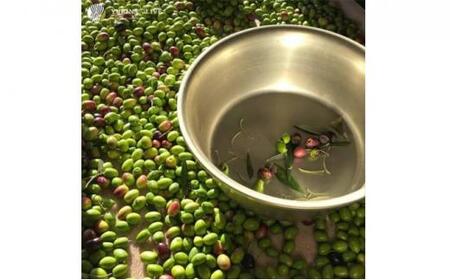 YURINA OLIVE 堺産プレミアムエキストラバージンオリーブオイル【ルッカ種】