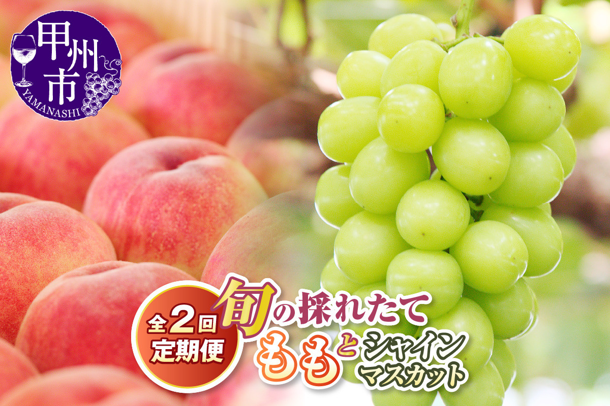 
            【定期便】旬の採れたて2回定期便（桃・シャインマスカット）【2025年発送】【2026年発送】（HO）【桃 もも モモ シャインマスカット 葡萄 ぶどう ブドウ 令和7年発送 令和8年発送 期間限定 山梨県産 甲州市 フルーツ 果物】
          