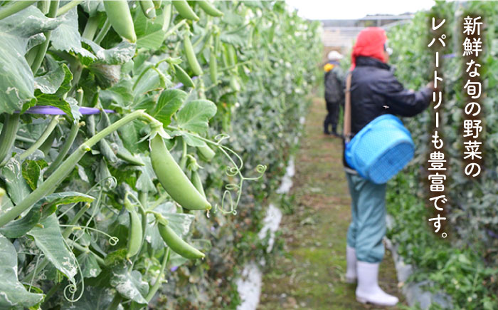 【全4回定期便】旬の野菜セット（7-10品目10kg未満）野菜 やさい 詰め合わせ セット五島市/やぁしゃ便 [PBG002]