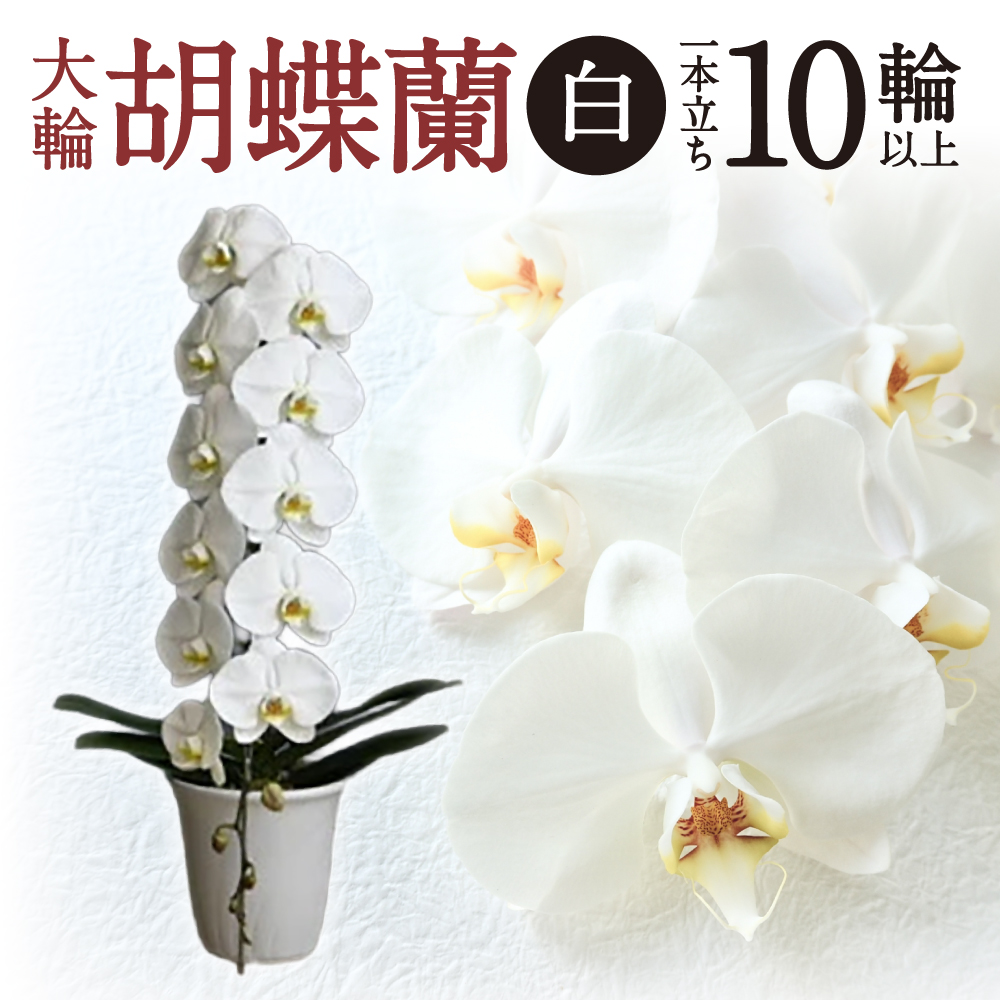 大輪胡蝶蘭 白 1本立ち　B-H06　綾羽株式会社