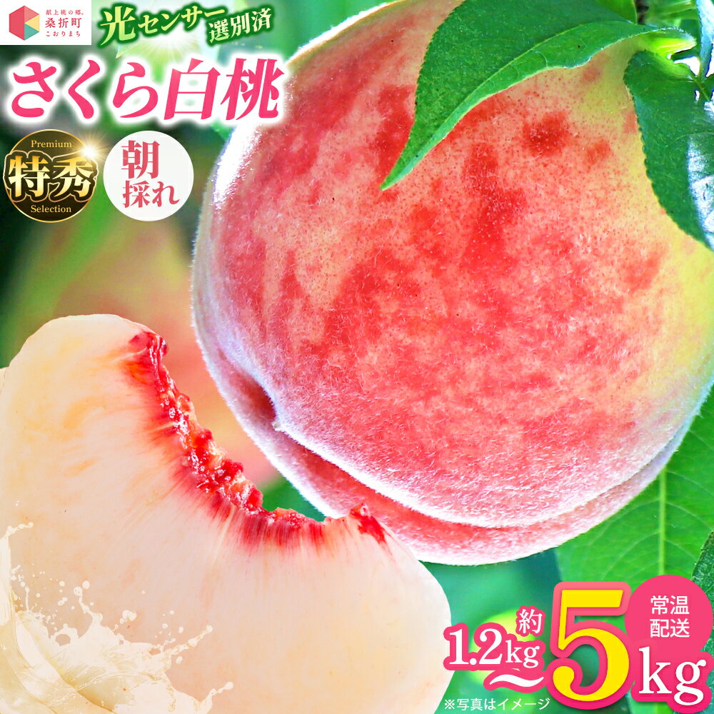 【ふるさと納税】【選べる内容量】もも【さくら白桃・2026年産】特秀　1.2kg/1.5kg/3kg/5kg　桑折町産 JAふくしま未来 桃 / モモ 果物 白桃 フルーツ 旬 甘い 甘み ジューシー 果肉 果汁 朝採り 新鮮 フレッシュ デザート 産地直送 福島県【07301-0168・0171・0175・0229】