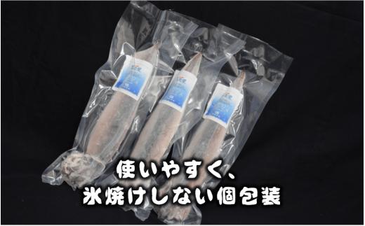 【のし付き】お歳暮に 朝どれ寒シマメ（スルメイカ）丸ごと5本 冷凍 刺身 ＜便利な個包装＞