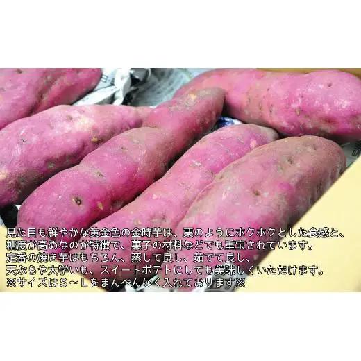 『えがお畑』で採れたサツマイモ金時芋 5kg