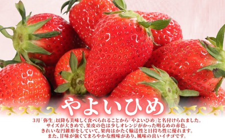 いちご やよいひめ 約400g いちご 【2027年1月~4月発送分】