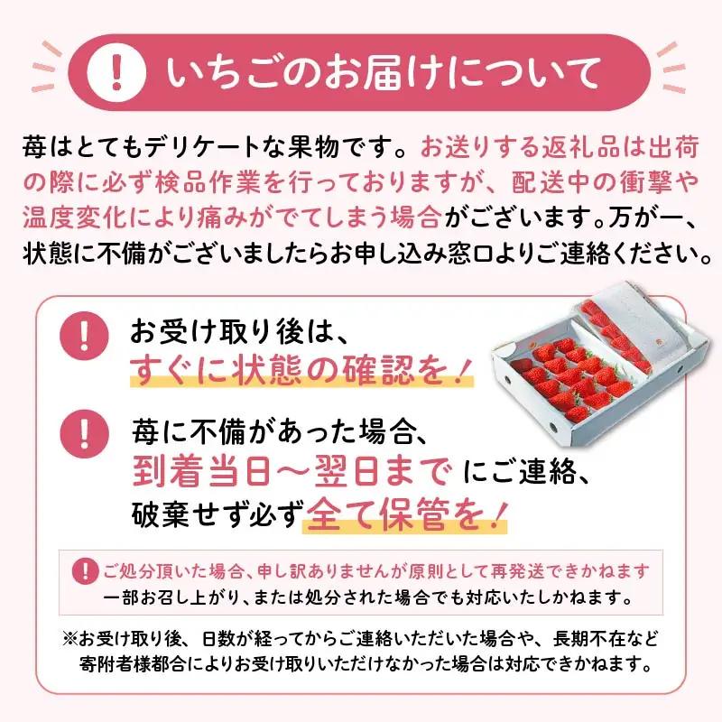 【2027年1月発送】いちご 完熟 紅ほっぺ 2パック