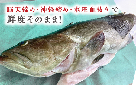 【1週間以内発送】対馬産クエ 丸ごと1匹！1.8kg以上！ [WCN001] 直送 新鮮 マルモン 刺身 しゃぶしゃぶ 鍋 くえ アラ スピード発送 最速発送 最短発送