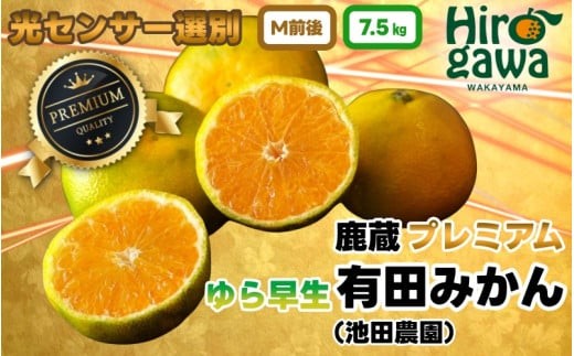 鹿蔵 プレミアム 有田みかん ( ゆら早生 ) 7.5kgkg+250g（傷み補償分） 光センサー 選果 ※北海道・沖縄・離島への配送不可 ※2026年10月上旬～11月中旬頃に順次発送 / 温州 みかん 厳選 柑橘 果物 フルーツ 和歌山 【ikd003-prem-7d5B】
