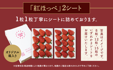 紅ほっぺ 8～15粒 2シート 1月中お届け イチゴ いちご 苺 果物 くだもの フルーツ お陽様農園 先行受付 お取り寄せ 田原市 渥美半島 産地直送 送料無料 事前予約 いちご イチゴ 苺 いちご