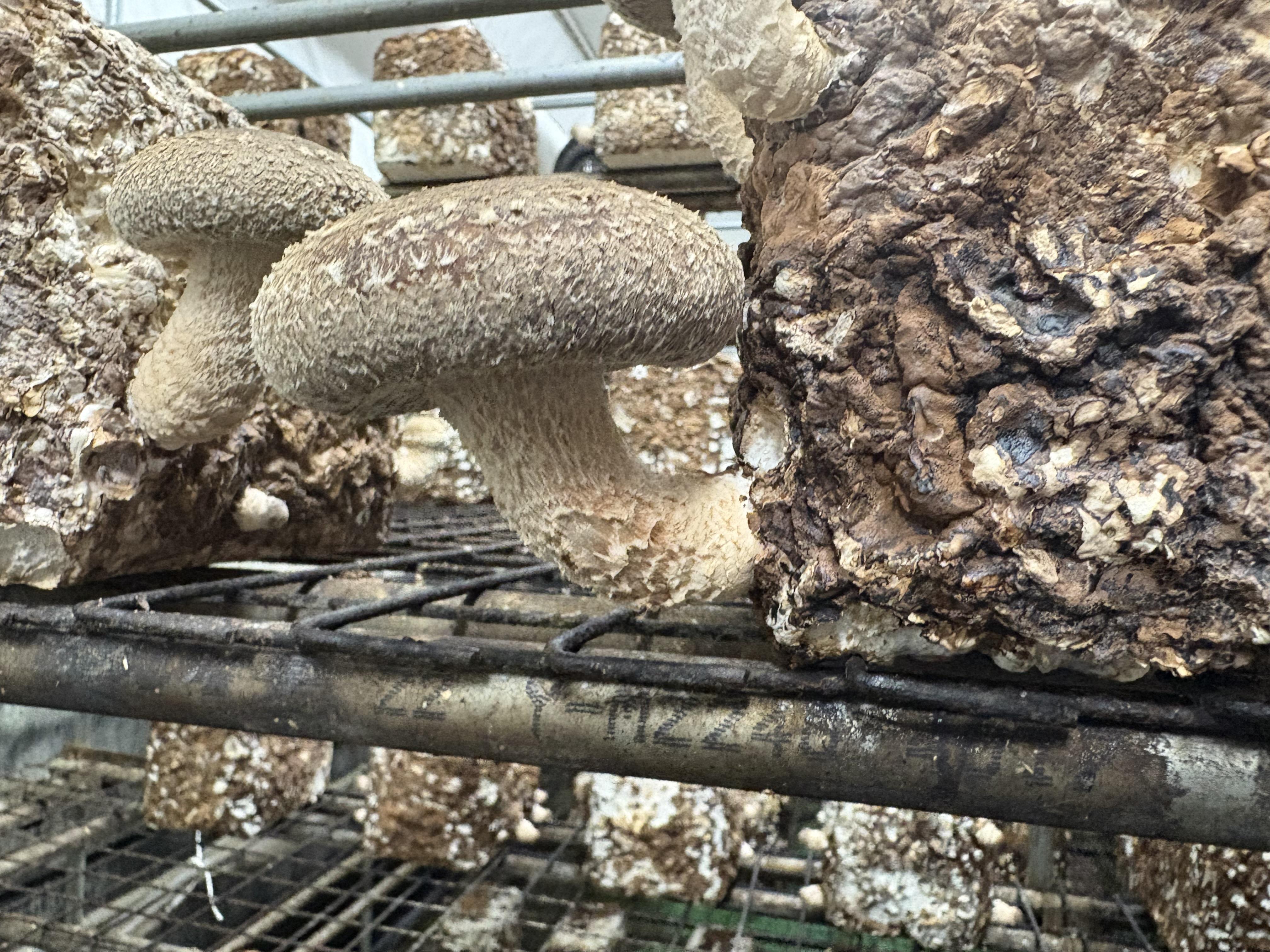 小国特産きのこ詰め合わせAセット