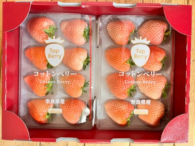 いちご コットンベリーいちご  約500g inn03