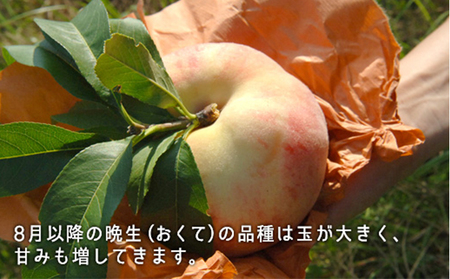 桃 2026年 先行予約 白桃 晩生種 大玉 約2.2kg 6～7玉  岡山県産 桃
